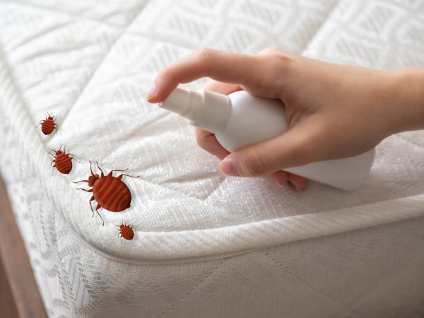 Best Indoor Pest Control  in Naples, TX